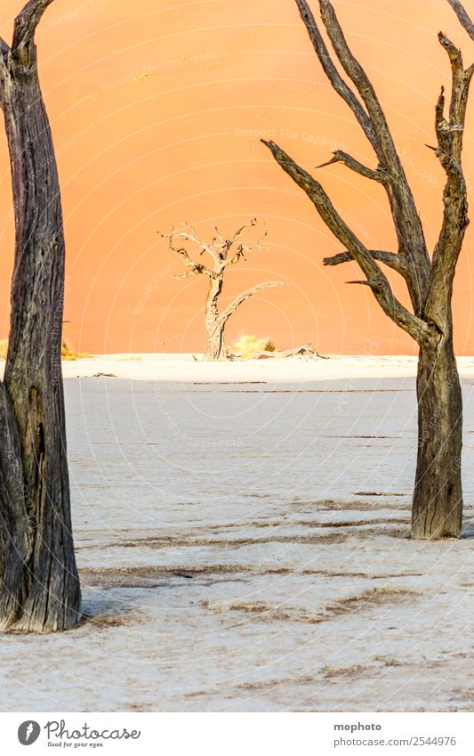 Durchblick Ferien & Urlaub & Reisen Tourismus Ferne Safari Umwelt Natur Landschaft Sand Klima Wärme Dürre Baum Wüste Dead Vlei Menschenleer braun orange Fernweh