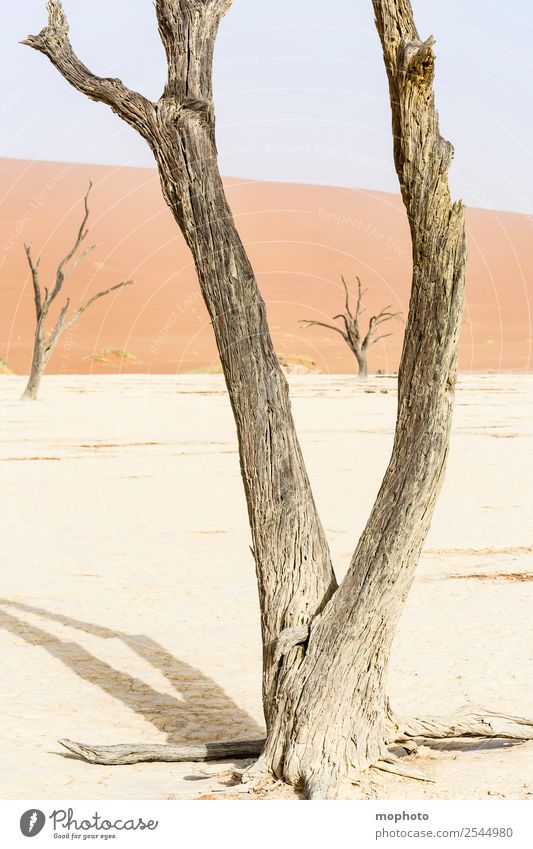 Umfängliche Freiheit Ferien & Urlaub & Reisen Tourismus Abenteuer Ferne Safari Umwelt Natur Landschaft Sand Klima Wärme Dürre Baum Wüste Dead Vlei Menschenleer