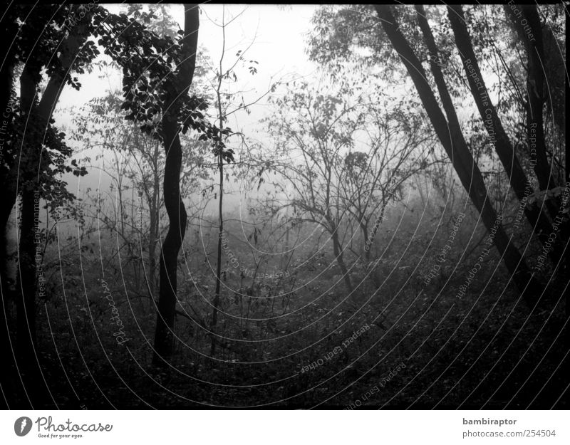 Im Nebel Umwelt Natur Pflanze Herbst Wetter Baum Sträucher Wald kalt grau Schwarzweißfoto Außenaufnahme Menschenleer Licht Schatten Silhouette