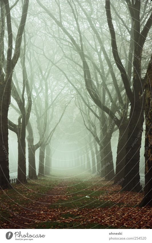 Königsallee Herbst Wetter Nebel Baum Ast Menschenleer Wege & Pfade Allee gruselig träumen Trauer Tod Müdigkeit Sehnsucht Einsamkeit Angst Zukunftsangst Ewigkeit