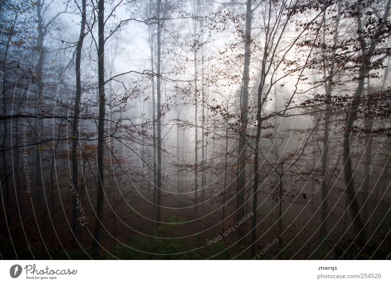 Deep Umwelt Natur Urelemente Herbst Klima Nebel Wald Zeichen kalt Stimmung mystisch Außenaufnahme Menschenleer Morgendämmerung Dämmerung Lichterscheinung