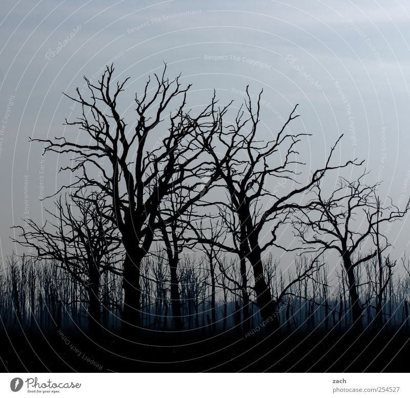 Herbst Umwelt Natur Landschaft Pflanze Winter schlechtes Wetter Nebel Dürre Baum Wald Holz verblüht bedrohlich dunkel gruselig blau schwarz Tod Angst bizarr