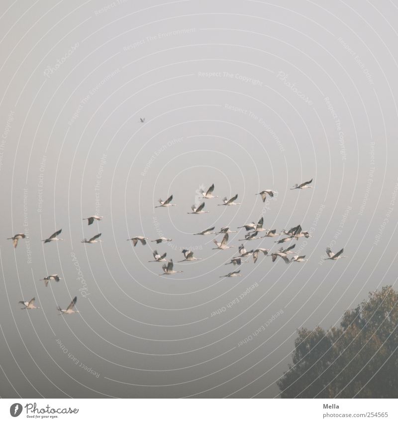 [Linum 1.0] Sammelflug Umwelt Natur Tier Luft Baum Baumkrone Vogel Kranich Schwarm fliegen frei Zusammensein natürlich grau Freiheit Zugvogel ansammeln Farbfoto