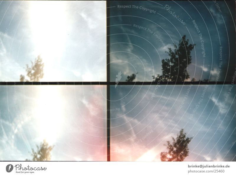 Scotty - Energy Baum Wolken Aktion Krefeld Sonne Himmel Lomografie sampler Wind blau julian brinke tree sun clouds Meerschweinchen