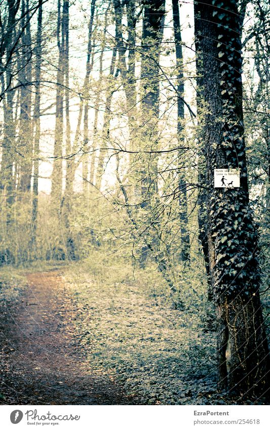 In Passage Natur Landschaft Pflanze Erde Herbst schlechtes Wetter Baum Efeu Wald Schilder & Markierungen Hinweisschild Warnschild braun gelb grau grün