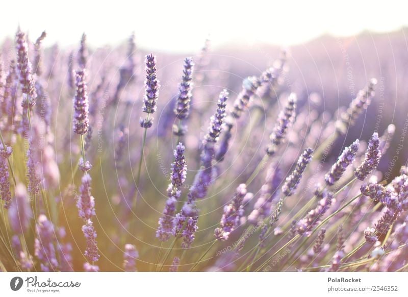 #A# Lila Duft Umwelt Natur Landschaft Pflanze ästhetisch Zufriedenheit violett Lavendel Lavendelfeld Lavendelernte Provence Frankreich Blühend