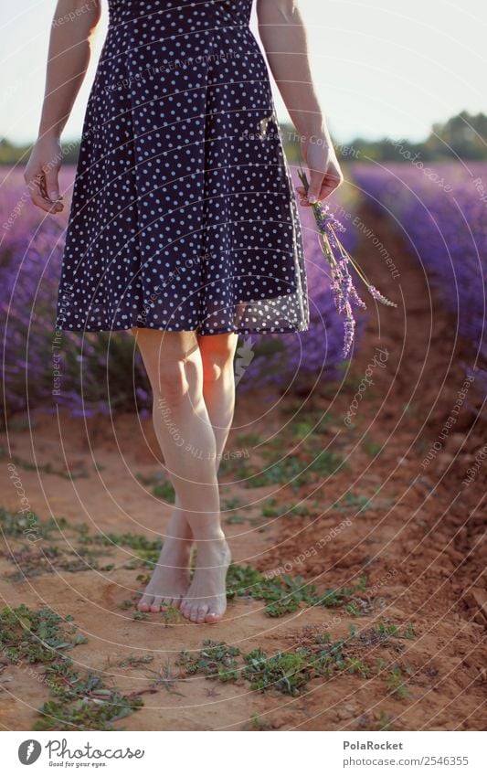 #A# Leichtigkeit Kunst ästhetisch Zufriedenheit Barfuß violett Lavendel Lavendelfeld Lavendelernte Kleid Provence Frankreich Beine Außenaufnahme pflücken