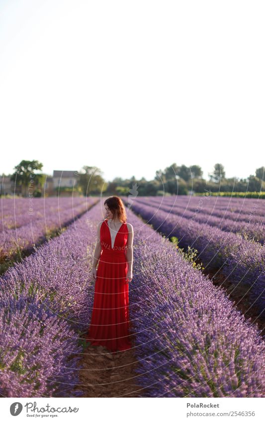 #A# Lila-Rot Kunst Kunstwerk ästhetisch Gelände Landwirtschaft violett Lavendel Lavendelfeld Lavendelernte Blühende Landschaften Jugendliche Kleid rot Provence