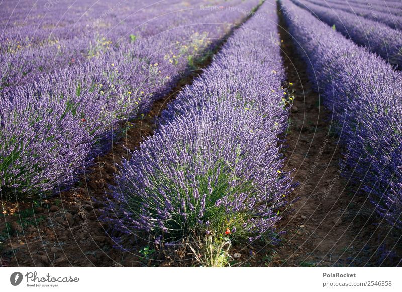 #A# Schönheits-Streifen Umwelt Landschaft ästhetisch Frankreich Provence violett Lavendel Lavendelfeld Lavendelernte Blühend Blühende Landschaften Farbfoto