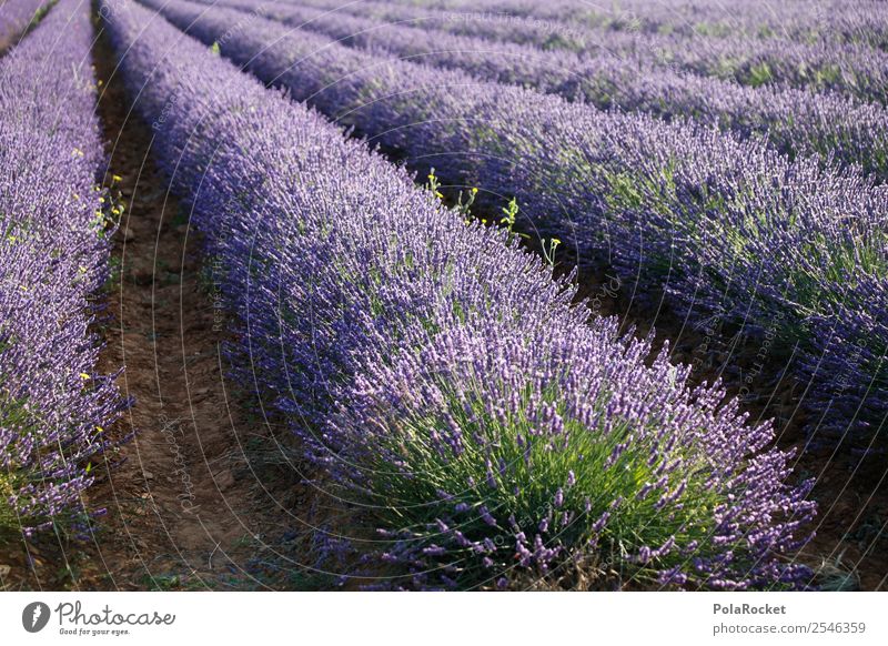 #A# Lila Umwelt Natur Landschaft Pflanze Klima Schönes Wetter Garten Park Feld ästhetisch Lavendel Lavendelfeld Lavendelernte violett Blühend