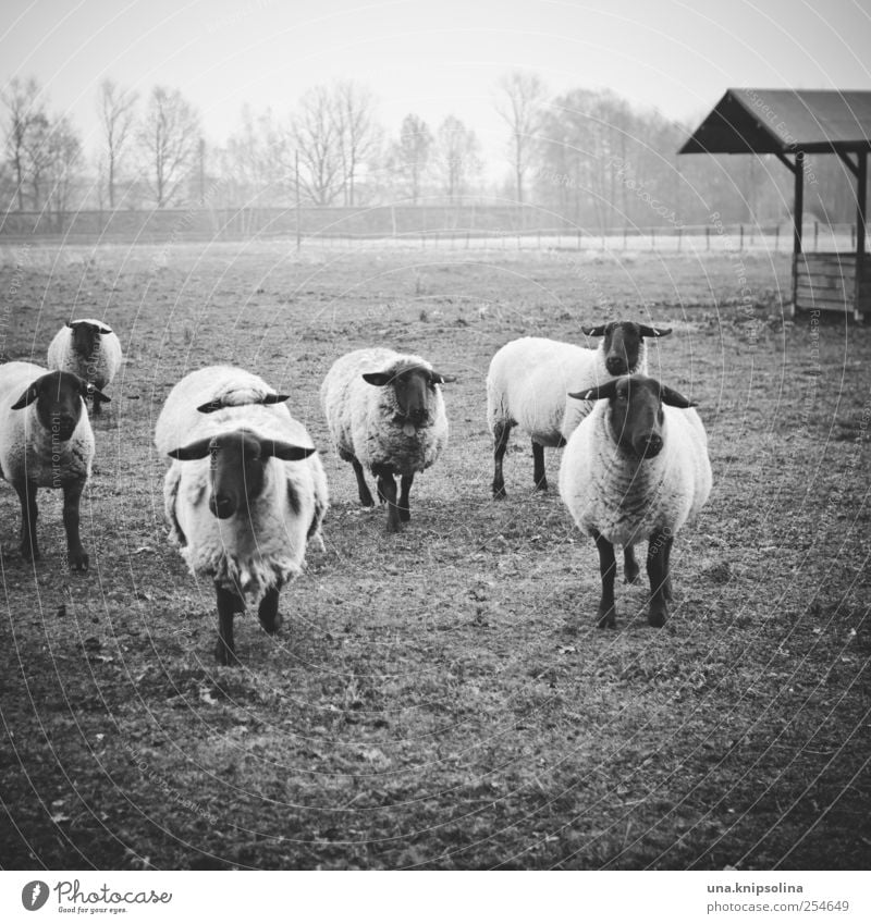 happy mäh mäh Umwelt Natur Tier Wiese Feld Nutztier Schaf Schafherde Tiergruppe Herde laufen Blick natürlich Wolle Nebel Weide Schwarzweißfoto Außenaufnahme