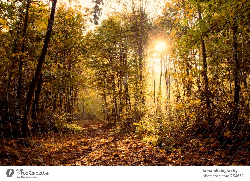 still. Sonnenlicht Herbst Baum Blatt Wald Herbstwald Herbstlaub herbstlich Herbstlandschaft leuchten gelb gold grün Wege & Pfade Fußweg Entscheidung Farbfoto