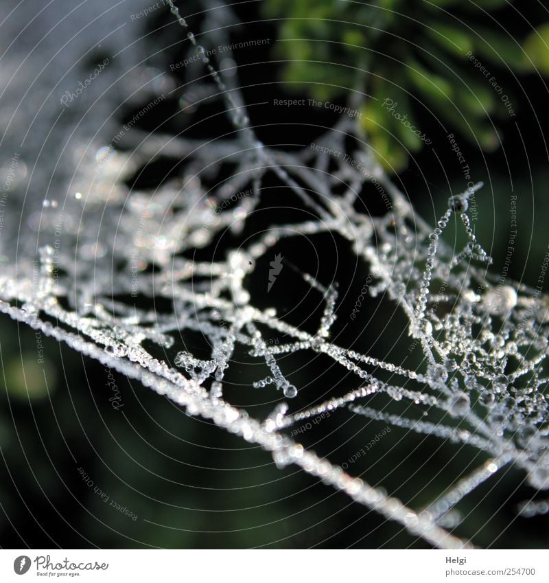 Eisperlen... Umwelt Natur Tier Wassertropfen Herbst Winter Frost Spinnennetz Netzwerk Tropfen Perlenkette glänzend hängen ästhetisch authentisch außergewöhnlich