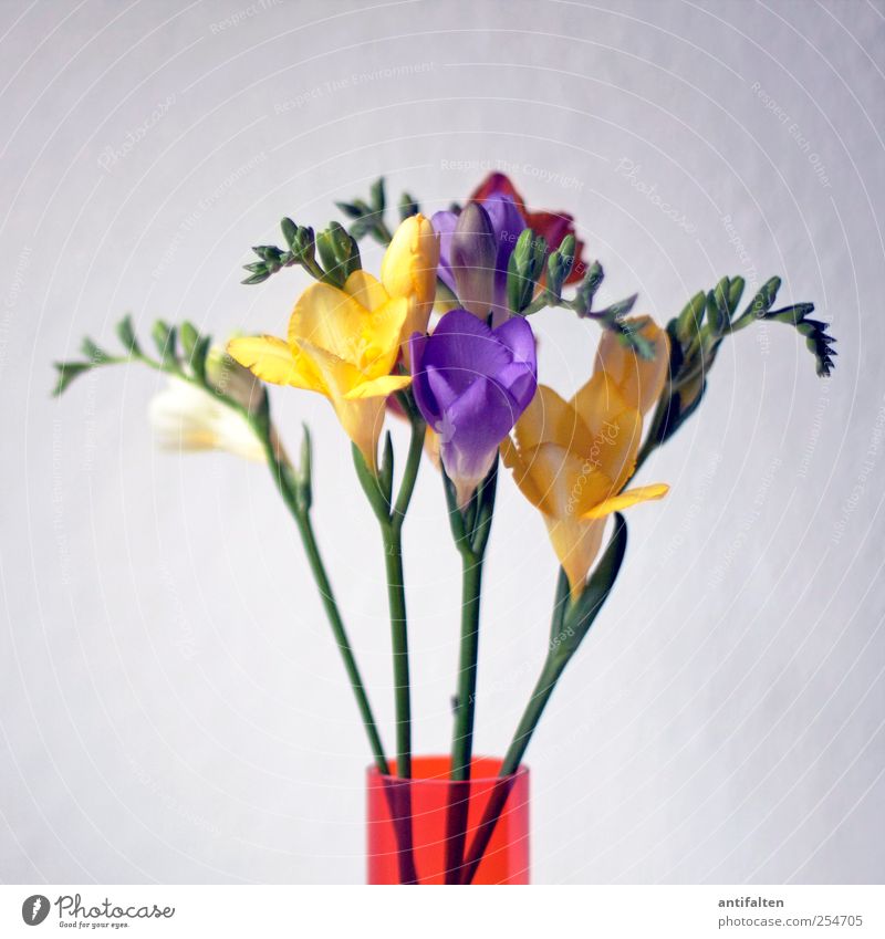 Fresien Pflanze Frühling Sommer Blume Blatt Blüte Blumenstrauß Vase Blumenvase Glas ästhetisch mehrfarbig gelb violett Stimmung Lebensfreude Frühlingsgefühle