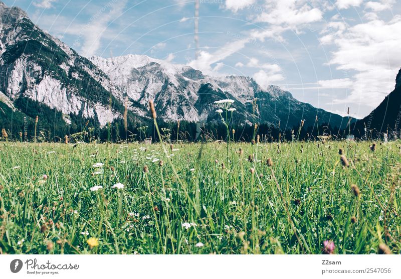 Karwendel Berge u. Gebirge Umwelt Natur Landschaft Himmel Wolken Sommer Schönes Wetter Blüte Wiese Alpen ästhetisch frisch natürlich grün Einsamkeit Erholung