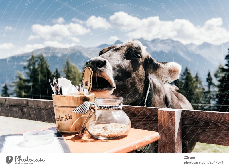 Kuh im Biergarten Berge u. Gebirge wandern Natur Landschaft nur Himmel Wolken Sommer Schönes Wetter Alpen Nutztier 1 Tier Spielen Freundlichkeit Neugier