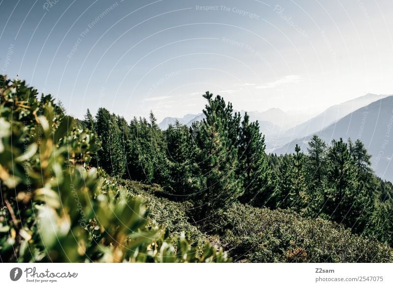 Pitztal Berge u. Gebirge wandern Umwelt Natur Landschaft Himmel Sommer Sträucher Wald Alpen Gipfel ästhetisch einfach nachhaltig natürlich blau grün ruhig