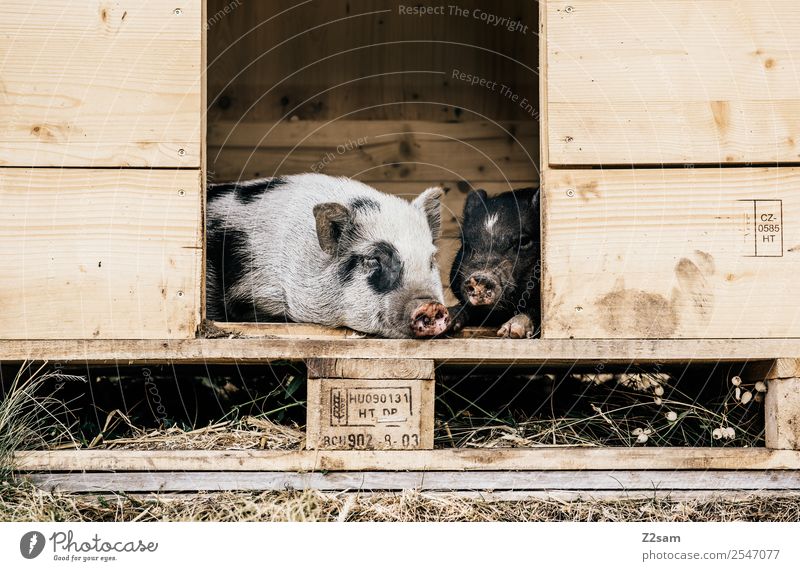 Minischweine Natur Landschaft Sommer Wiese Haustier Schwein minischweine 2 Tier Erholung genießen liegen schlafen natürlich niedlich Liebe Tierliebe