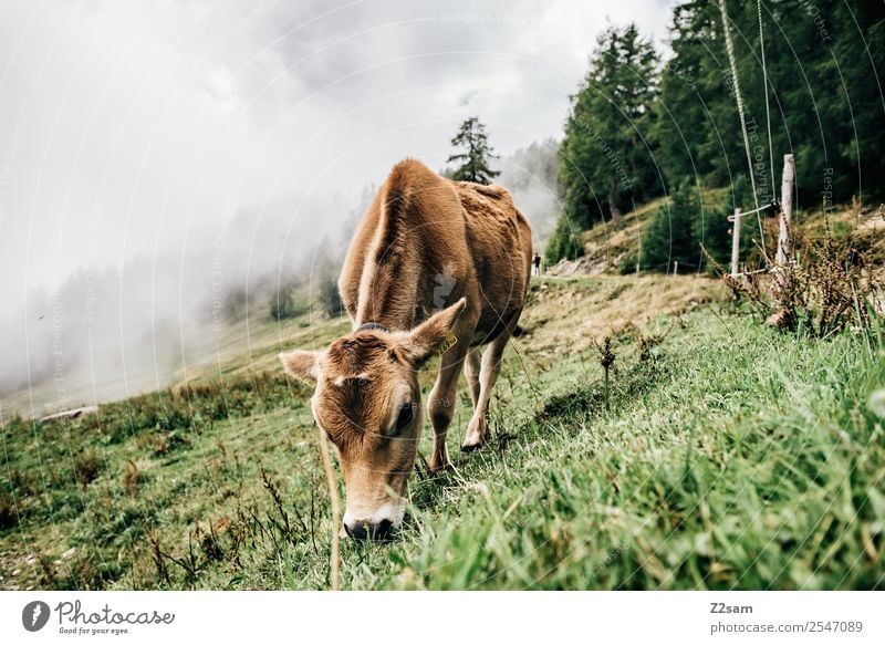 Pitztaler Kalb Berge u. Gebirge wandern Umwelt Natur Landschaft Herbst schlechtes Wetter Nebel Alpen Nutztier Kuh 1 Tier Essen füttern stehen elegant nachhaltig