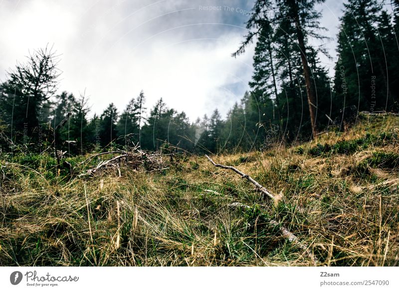 Pilzezeit Berge u. Gebirge wandern Umwelt Natur Landschaft Sommer schlechtes Wetter Sträucher Wiese Wald Alpen nachhaltig natürlich Erholung Idylle Perspektive