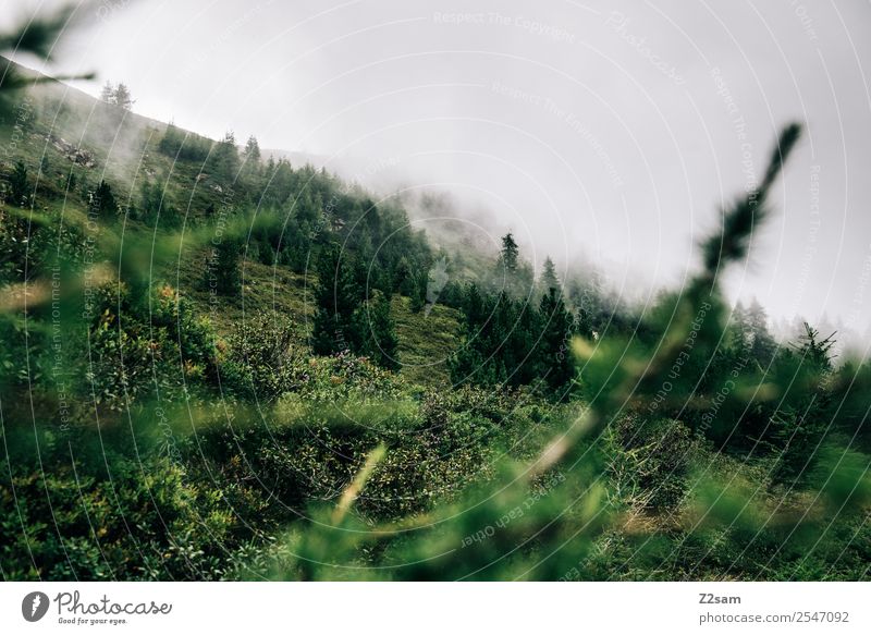 Gipfel in wolken wandern Umwelt Natur Landschaft Wolken Herbst Nebel Wiese Wald nachhaltig natürlich grün Gesundheit Idylle Stimmung Bundesland Tirol Österreich