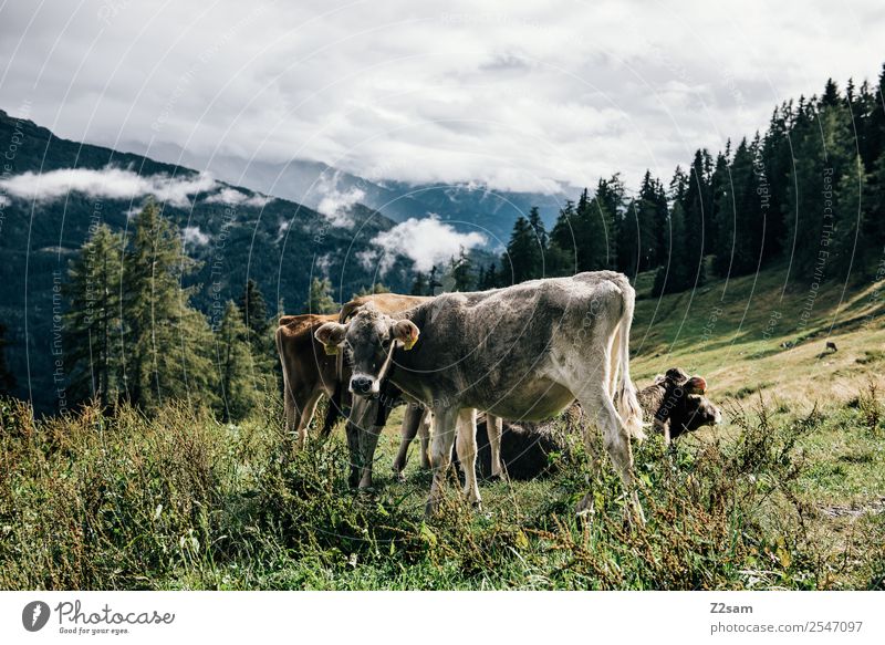 Pitztaler Kühe Berge u. Gebirge Umwelt Natur Landschaft Himmel Wolken Sommer Schönes Wetter Gras Wald Alpen Kuh 2 Tier Herde stehen nachhaltig natürlich grau