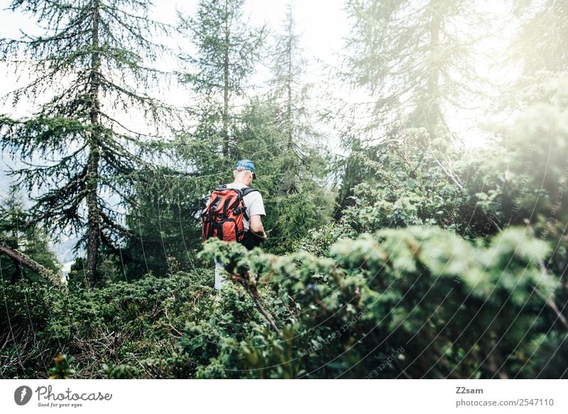Wandern im Pitztal Berge u. Gebirge wandern Mann Erwachsene 45-60 Jahre Natur Landschaft Sonne Sonnenlicht Sommer Sträucher Wald Alpen Erholung gehen Sport
