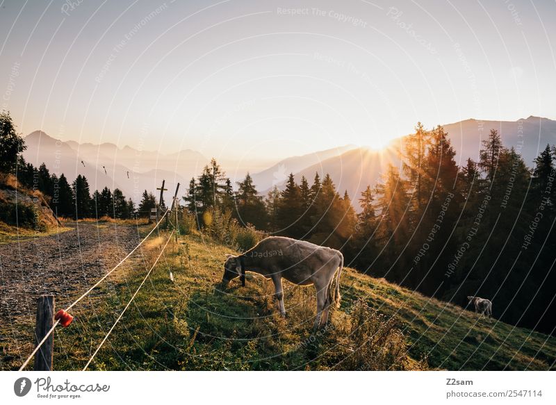 Sonnenaufgang | Kuh | Pitztaler Alpen Ferien & Urlaub & Reisen Tourismus Berge u. Gebirge wandern Natur Landschaft Sonnenuntergang Sonnenlicht Sommer