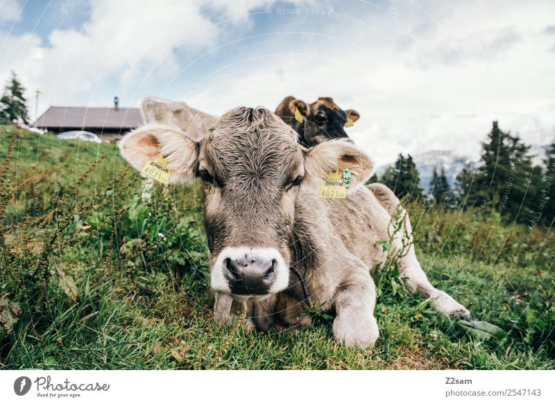 Pitztaler Kalb Berge u. Gebirge wandern Umwelt Natur Landschaft Himmel Wolken Sommer Schönes Wetter Gras Alpen Kuh Herde beobachten Blick nachhaltig natürlich