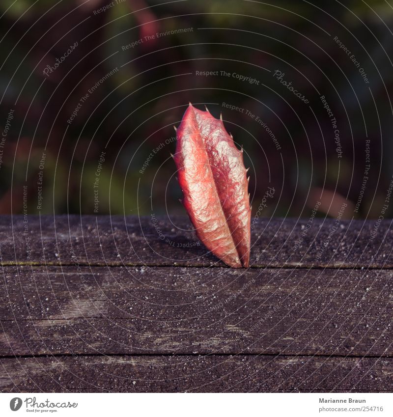 stecken geblieben Umwelt Natur Blatt grau rosa rot Holz Riss Fuge Herbst Herbstlaub vertikal Blattadern geädert Stachel 1 einzeln Herbstfärbung Brückengeländer