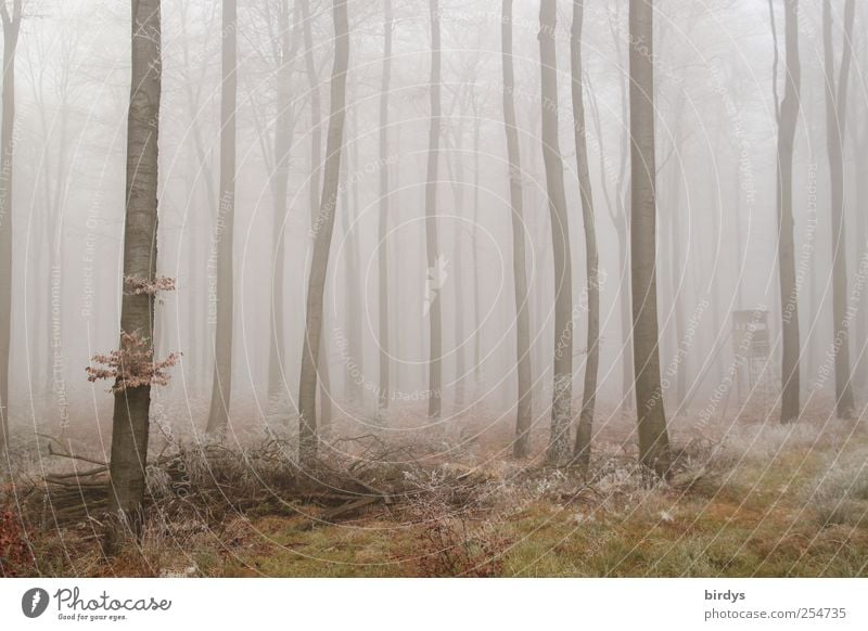 Nebelwelt Natur Pflanze Herbst Wald außergewöhnlich ruhig Einsamkeit Idylle Wandel & Veränderung Buchenwald Hochsitz kahl Wetter viele Baumstamm Raureif