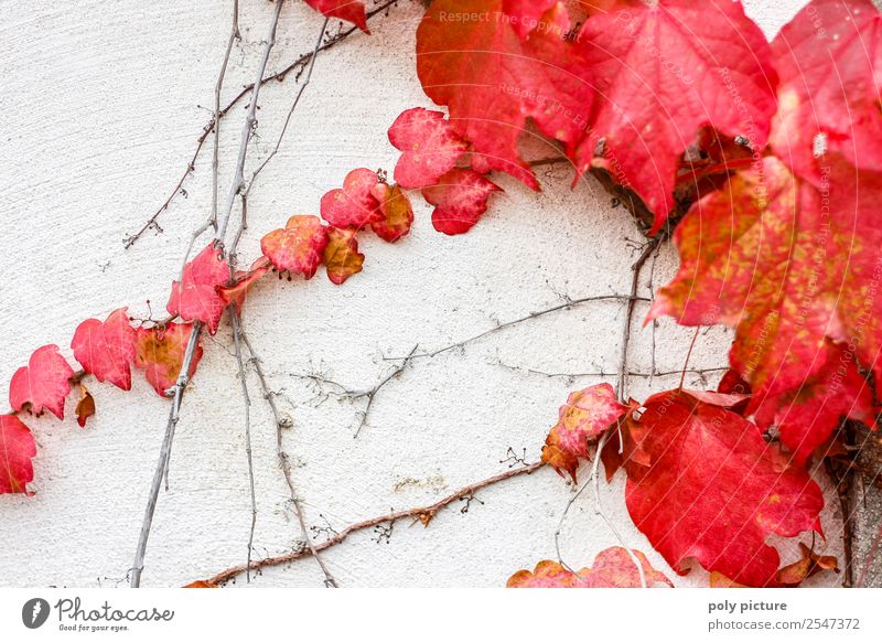Wilder Wein im Herbst Umwelt Natur Pflanze Sommer Garten Park Senior rot Verfall Wand weiß Herbstlaub Vergänglichkeit Geschichtsbuch Wandel & Veränderung