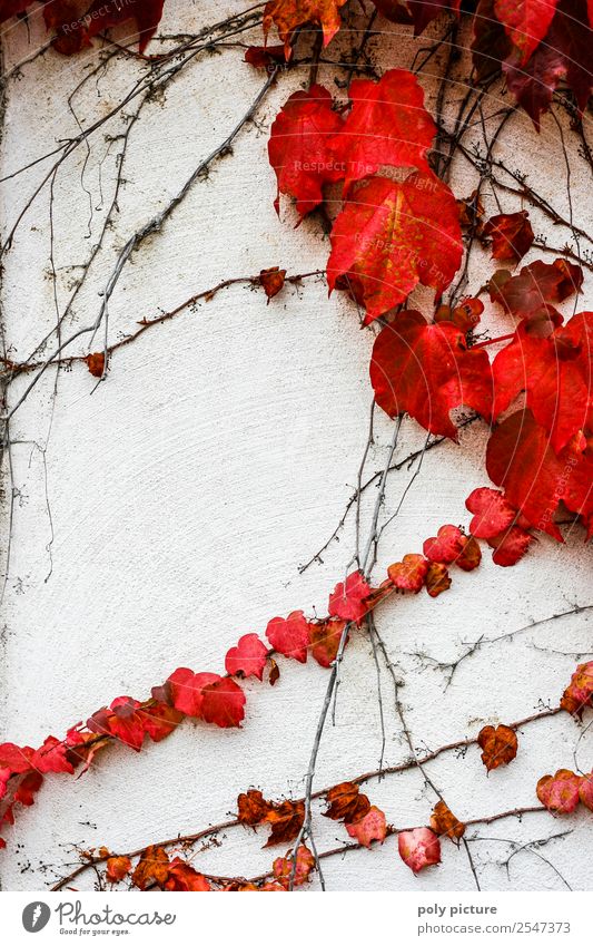 Wilder Wein Umwelt Natur Landschaft Pflanze Sommer Herbst Klimawandel Schönes Wetter Vergangenheit Vergänglichkeit Zukunft rot Wand weiß herbstlich