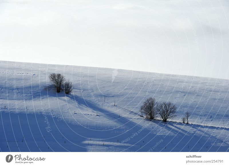 FRdrumrum | Schattenwurf II Landschaft Wolken Winter Schönes Wetter Eis Frost Schnee Pflanze Baum kalt Sträucher Weide Schneelandschaft Schattenspiel