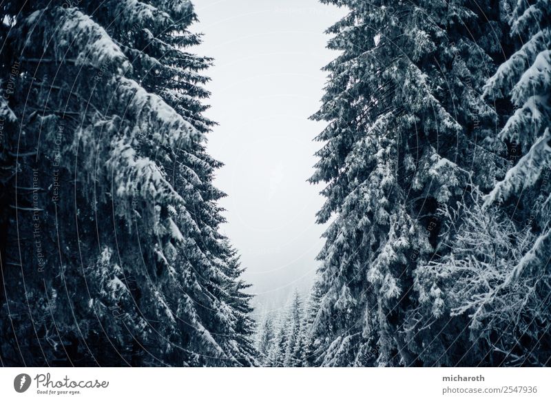 Bäume unter Schnee Ausflug Abenteuer wandern Umwelt Natur Winter Klima Klimawandel schlechtes Wetter Unwetter Eis Frost Baum Wald Einsamkeit Schwarzwald Tanne