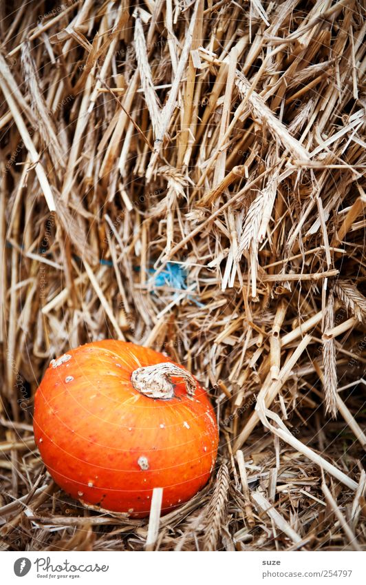 Strohmann Lebensmittel Gemüse Bioprodukte Vegetarische Ernährung Dekoration & Verzierung Feste & Feiern Halloween Herbst klein natürlich niedlich rund orange