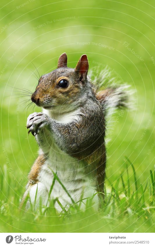 seltsames graues Eichhörnchen auf dem Rasen schön Garten Natur Tier Gras Park Wald Pelzmantel füttern stehen klein lustig natürlich niedlich wild braun grün