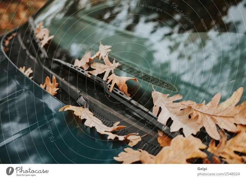 Windschutzscheibe eines Autos voller heruntergefallener Blätter im Herbst Tourismus Sommer Garten Tapete Umwelt Natur Pflanze Baum Blatt Park Wald Straße