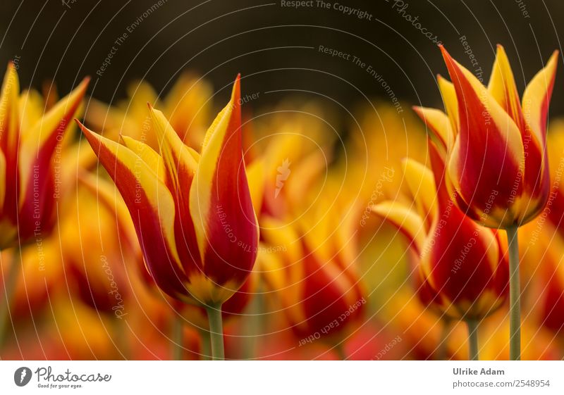 Flammenmeer - Tulpenblüten - Bunte Blumen elegant Stil Design Wellness Leben harmonisch Wohlgefühl Zufriedenheit Erholung ruhig Meditation
