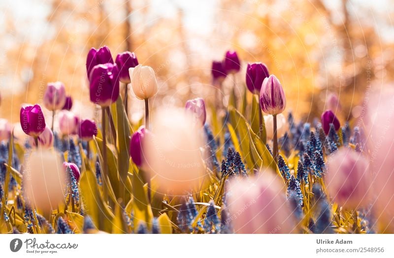 Frühlingszauber Design Wellness harmonisch Zufriedenheit Erholung ruhig Meditation Kur Spa Innenarchitektur Dekoration & Verzierung Tapete Muttertag Ostern