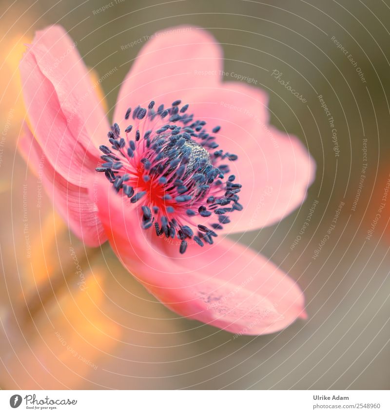 Rosa Anemone elegant Wellness harmonisch Wohlgefühl Erholung ruhig Meditation Spa Dekoration & Verzierung Tapete Valentinstag Muttertag Natur Pflanze Frühling