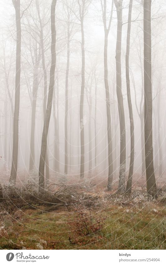Kurvenreich Natur Pflanze Herbst Wetter Nebel Wald außergewöhnlich gruselig Einsamkeit Surrealismus Wandel & Veränderung schemenhaft Buchenwald kahl Baumstamm