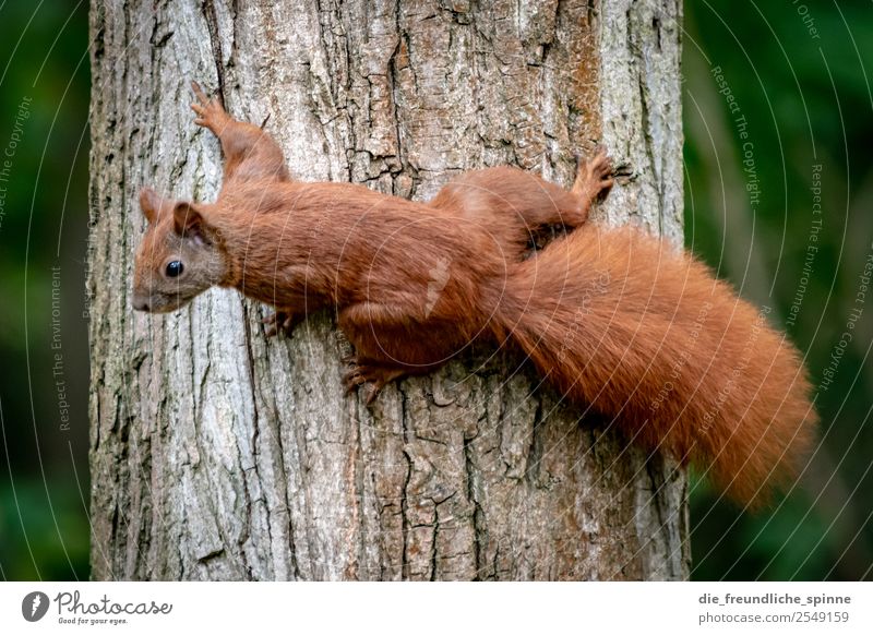 Eichhörnchen auf Futtersuche Natur Tier Schönes Wetter Baum Sträucher Park Wald Nagetiere 1 niedlich braun grün Baumstamm Klettern beweglich Nahrungssuche