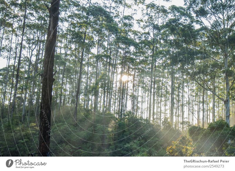 Wald-Stimmung Natur grün weiß Baum Licht Schatten Sonnenlicht Sonnenstrahlen Sri Lanka Dunst Farbfoto Außenaufnahme Menschenleer Morgen Morgendämmerung