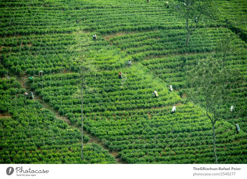 Teeplantage Natur Landschaft grün Ernte Güterverkehr & Logistik Tourismus Sri Lanka Arbeit & Erwerbstätigkeit Außenaufnahme anstrengen Hügel Feld Pflanze