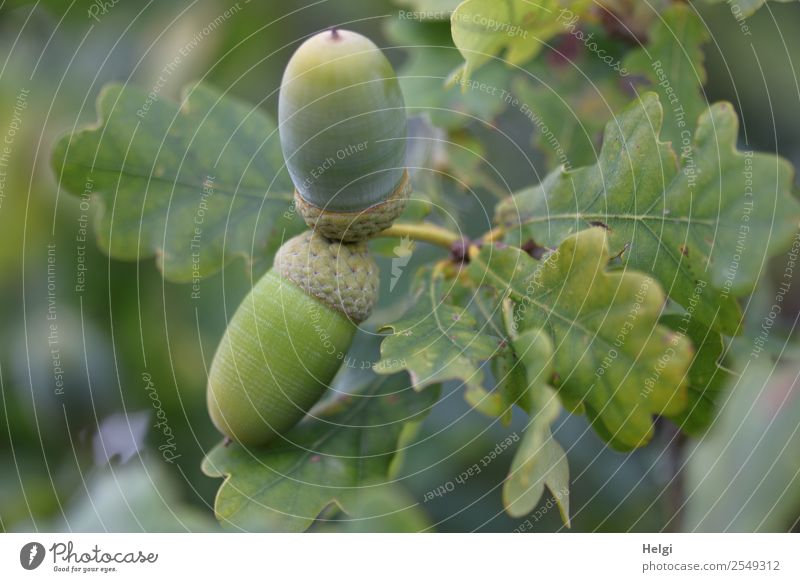 Eicheln am Baum Umwelt Natur Pflanze Herbst Blatt Wildpflanze Frucht Eichenblatt Wald hängen Wachstum klein natürlich grau grün Zweig Farbfoto Gedeckte Farben