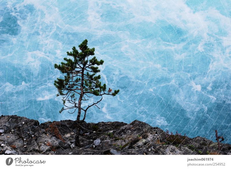 Baum vor Wasserwand Natur Urelemente Sommer Sträucher Grünpflanze Wildpflanze Felsen Schlucht Wellen Flussufer Bach Stein nass wild blau grau schwarz Farbfoto