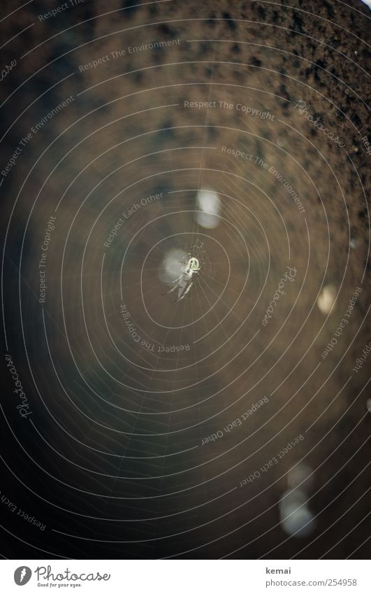 [CHAMANSÜLZ 2011] Spinne im Netz Natur Tier Wildtier Fass Metall sitzen dunkel braun schwarz Spinnennetz Farbfoto Gedeckte Farben Außenaufnahme Nahaufnahme