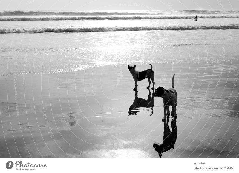 Stray II Ferien & Urlaub & Reisen Sommer Natur Sand Wasser Sonnenaufgang Sonnenuntergang Schönes Wetter Wellen Küste Strand Meer Tier Hund 2 Rudel Tierjunges