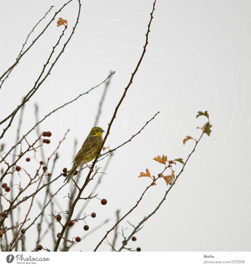 Vogelherbst Umwelt Natur Pflanze Tier Herbst Winter Baum Sträucher Ast 1 hocken Blick sitzen klein natürlich niedlich trist grau Farbfoto Außenaufnahme